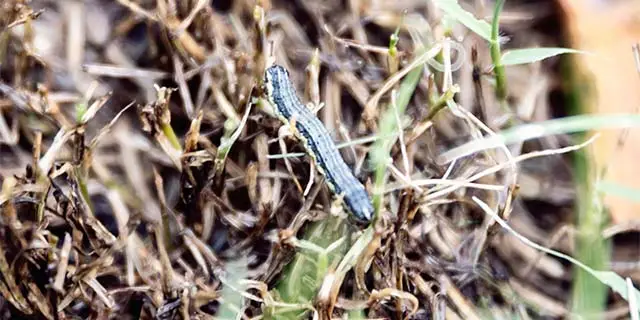 Allen, TX lawn with an armyworm pest spotted in the grass.