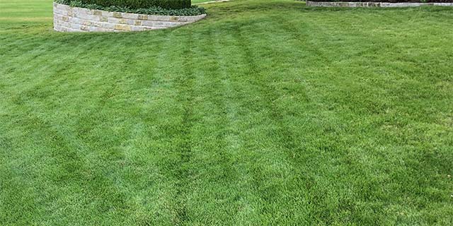 Allen, TX lawn with regular lawn care services.