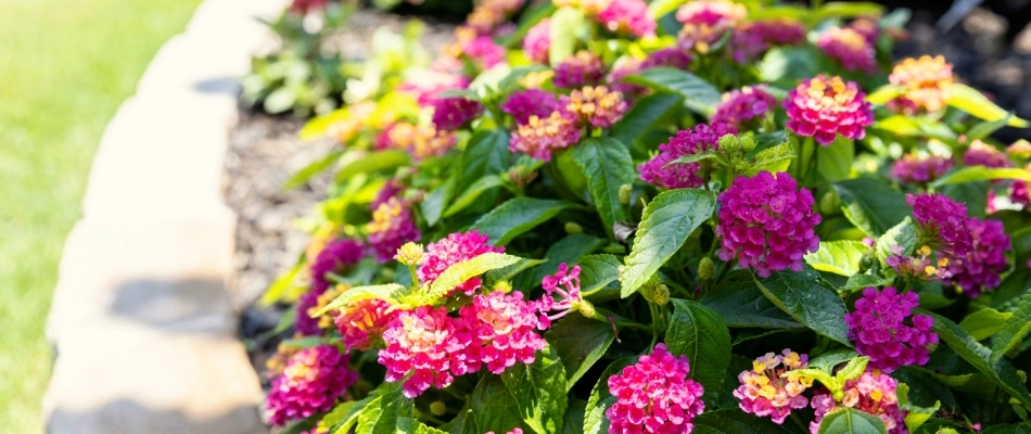 Annual flower added to landscape bed in Plano, TX.