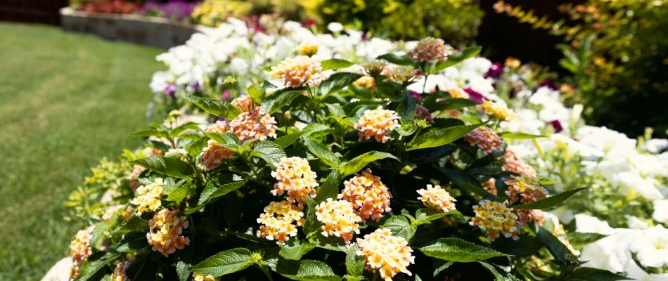 Annual flowers planted in a landscape bed for clients in McKinney, TX.