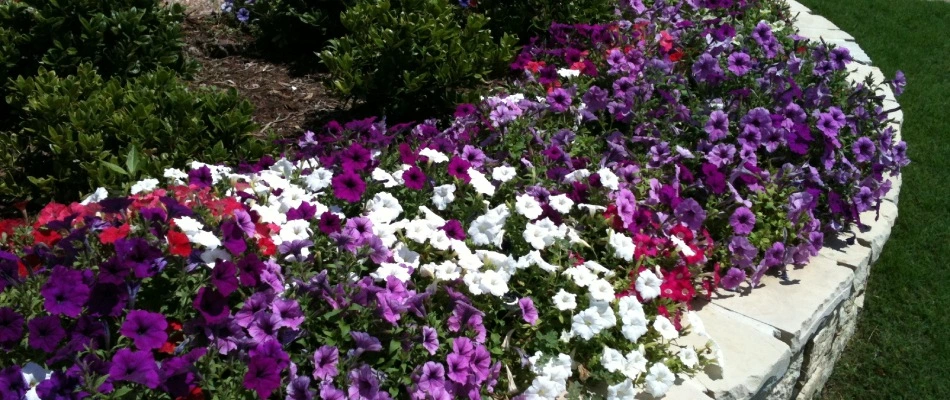 Annual flowers planted in a landscape bed in Frisco, TX.
