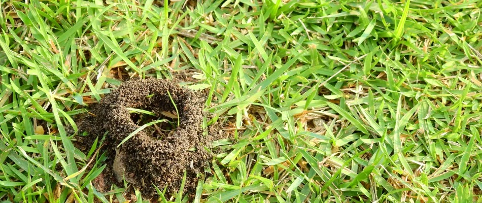 Ant hill found in client's lawn in Lucas, TX.