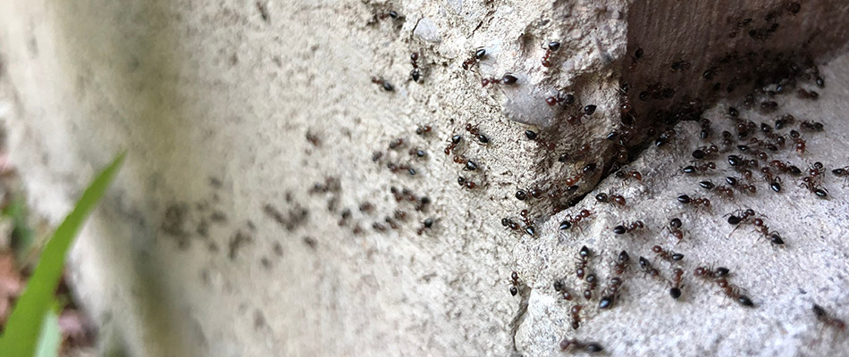 An ant infestation around the foundation of a home in Murphy, TX.