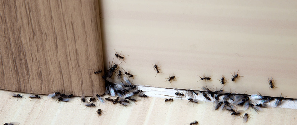 Ants comming through a crack in the wall and causing issues in Richardson, TX.