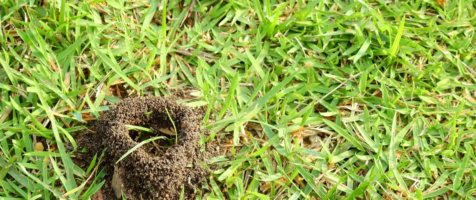 Ant mound in a lawn in Plano, TX.