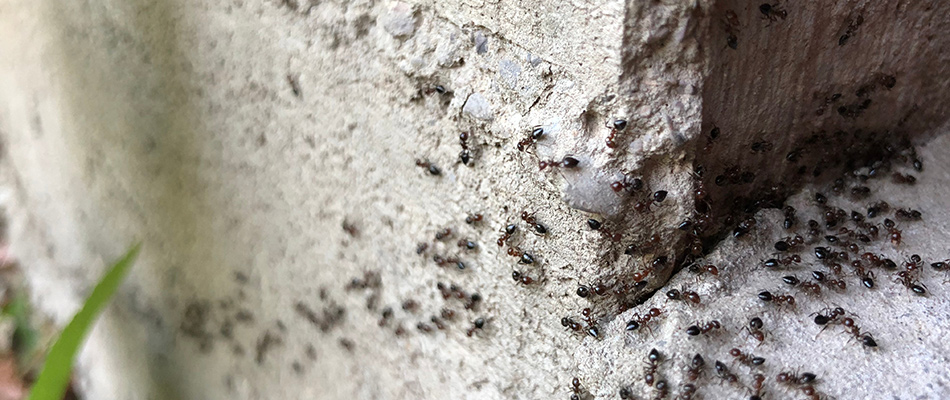Ants crawling near the interior of a home in Plano, TX.