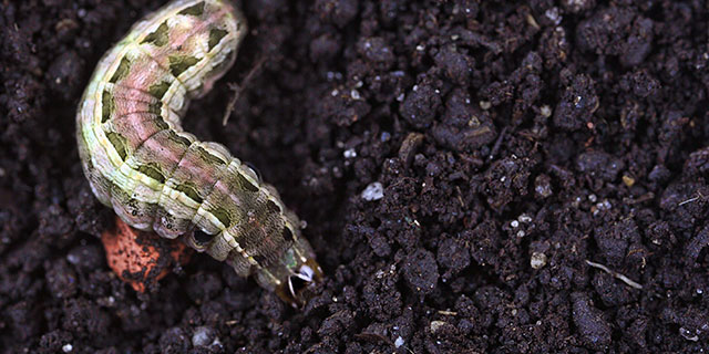 Armyworm crawling through lawn's soil in Lucas, TX.