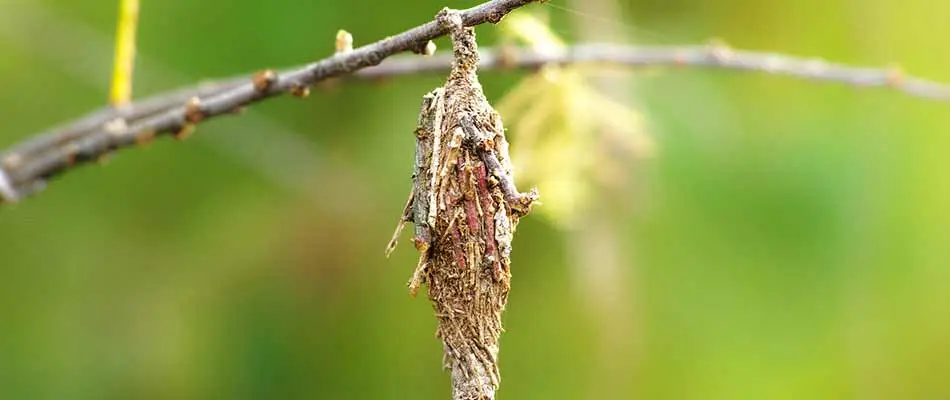 A bagworm moth hanging from a tree branch in Plano, TX.