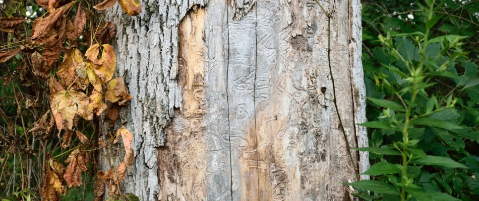 Withered tree trunk infected by an emerald ash borer infestation near Allen, TX.