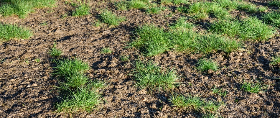 Our potential client's bare lawn due to over fertilization in Wylie, TX.