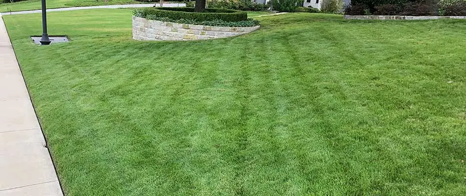 Beautiful, green lawn at a home in Plano, Texas.