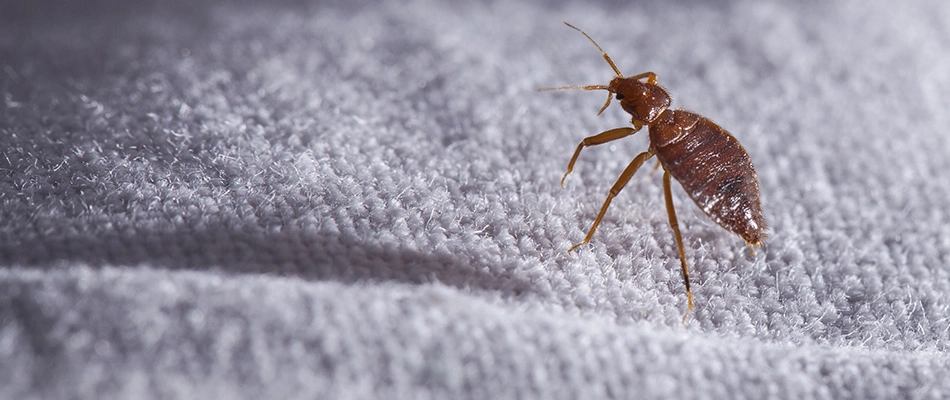 Bed bug crawling over a mattress in Richardson, TX.