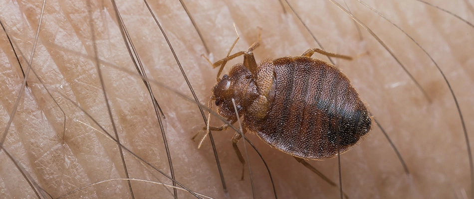 Beg bug on skin at a home in Frisco, TX. 