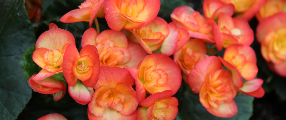 Begonia annual flowers blooming in landscape bed in Allen, TX.