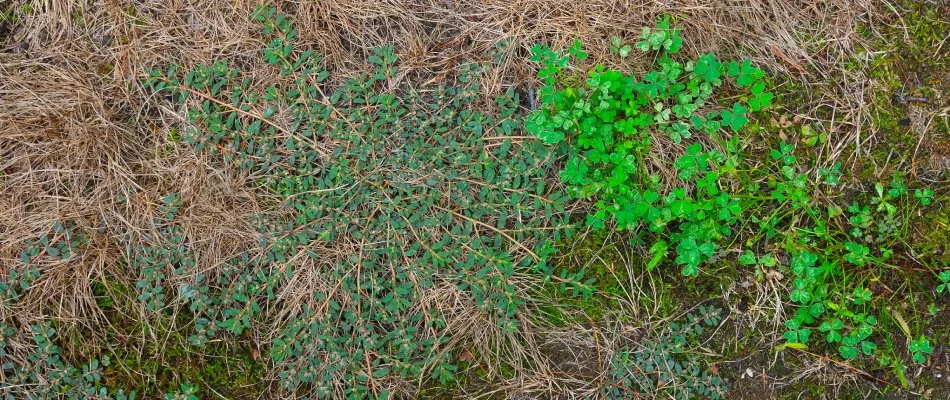 Bittercress weeds growing throughout lawn in Murphy, TX.