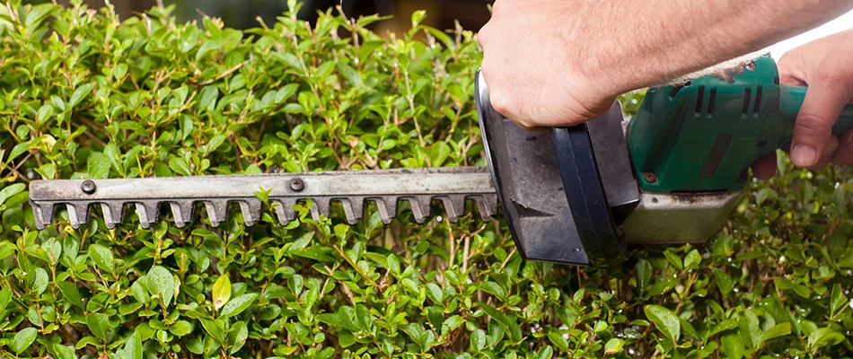 Boxwood shrub being trimmed in Parker, TX.