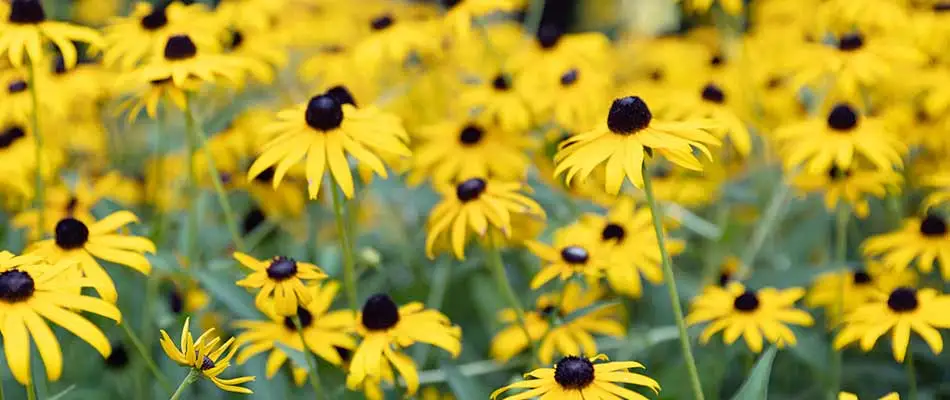 Yellow annual flowers installed at a home in Allen, TX.