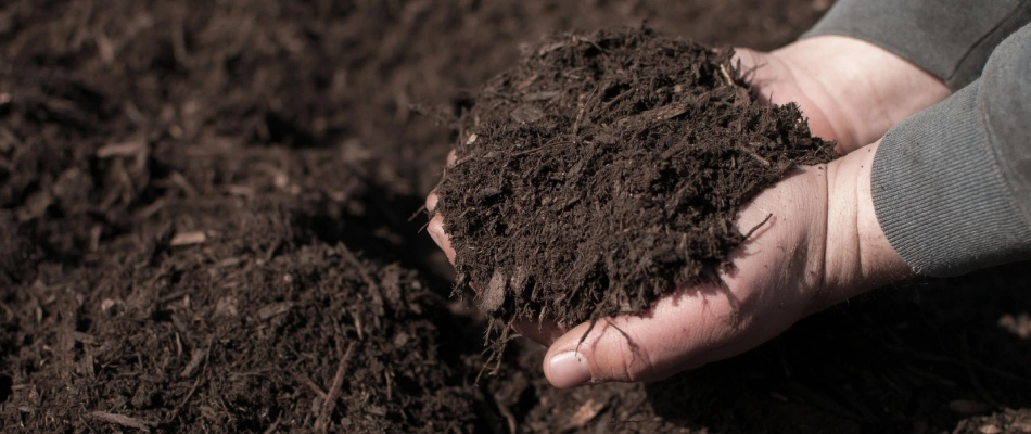 Brown mulch in professional's hands in The Colony, TX.