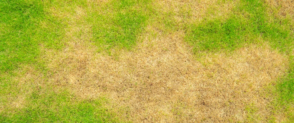 Brown patch diseased lawn in Murphy, TX.