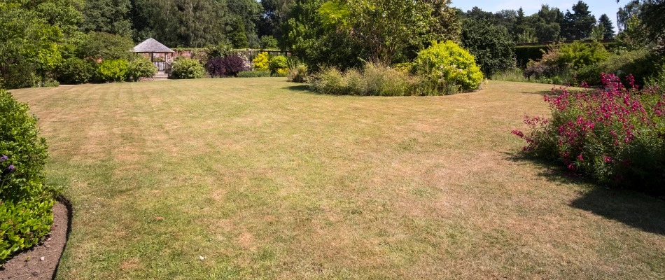 Brown patch lawn disease spread throughout lawn in Wylie, TX.