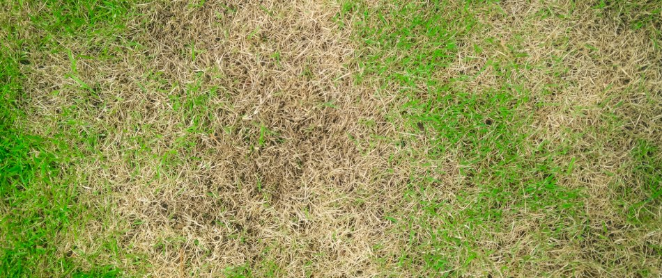 Patchy brown areas in lawn due to lack of water in Murphy, TX.