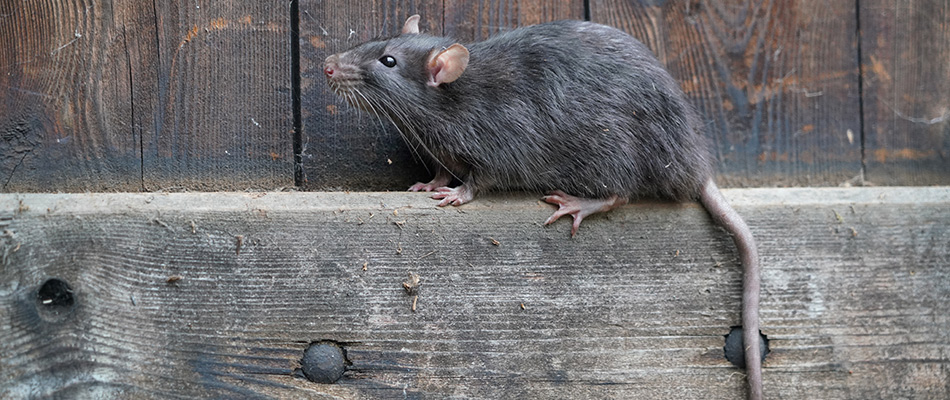 Brown rat on fence near Plano, TX.