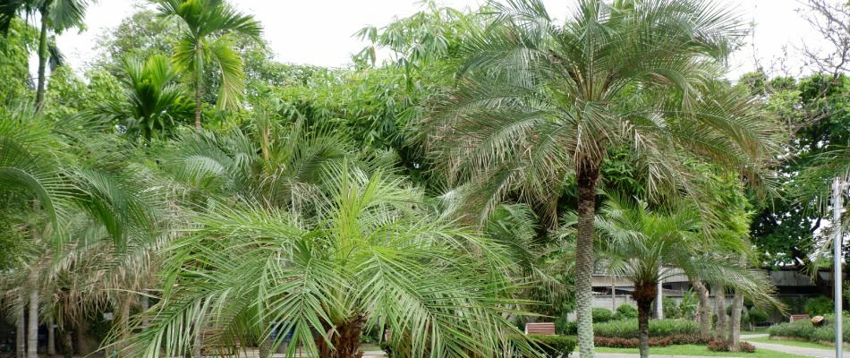 Browning palms due to lack of fertilization in Murphy, TX.