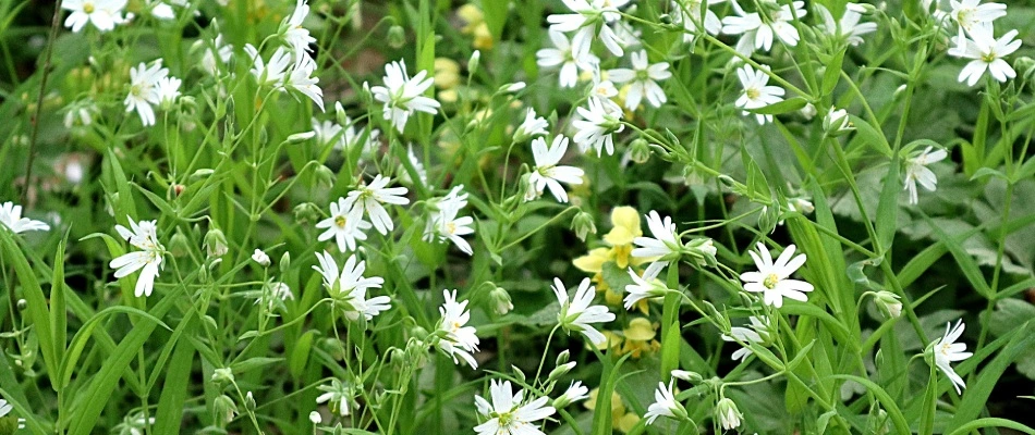 Chickweeds growing in lawn in Plano, TX.