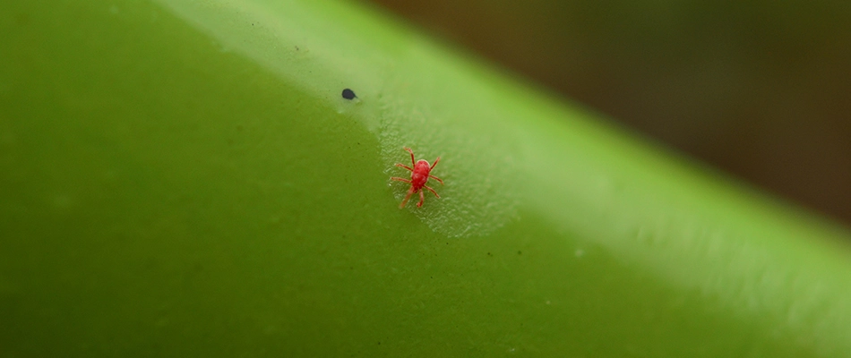 A chigger up close on a leaf stem in Fairview, TX.