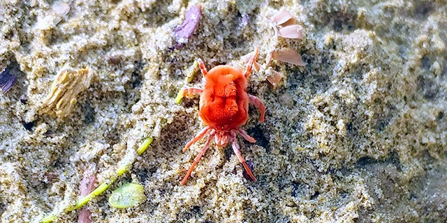 Richardson, TX chigger found on property.