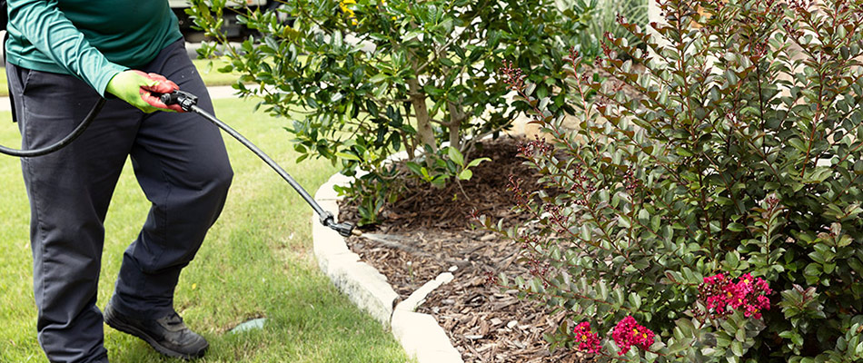 CitiTurf lawn care technician applying a spider mite treatment in Plano, TX.