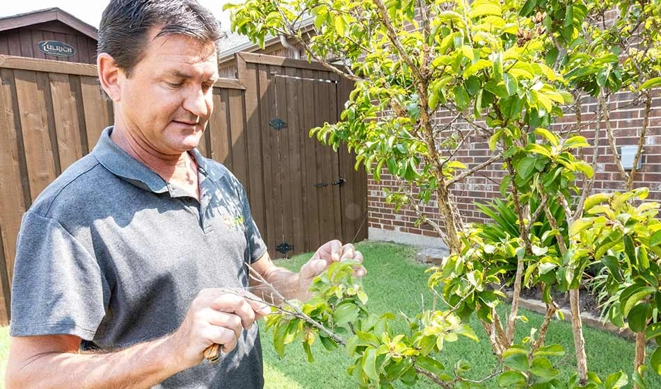 Professional diagnosing tree in Murphy, TX.