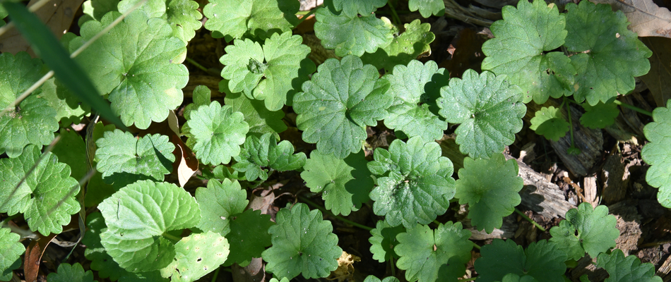 A bed full of creeping charlie weeds on our potential client's property in Frisco, TX.