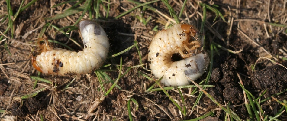 Curled up grubs found in soil in Frisco, TX.