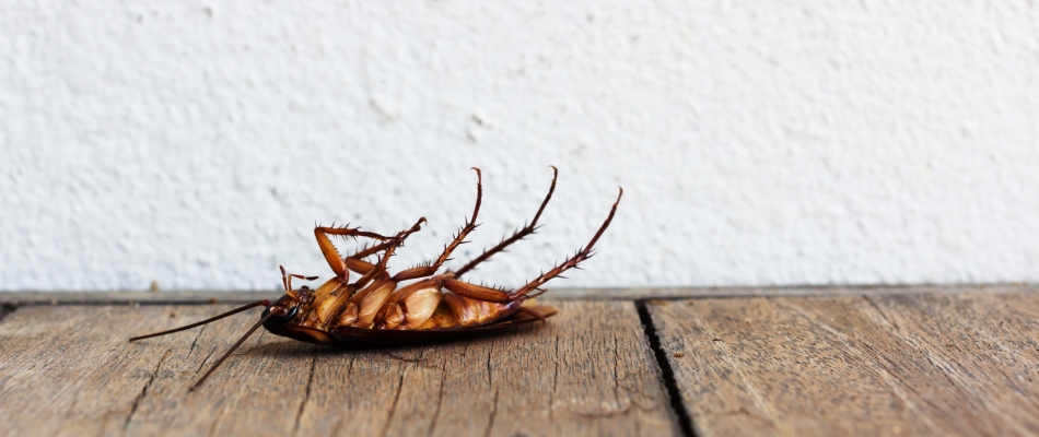 Cockroach found dead inside of a home in Mckinney, TX.