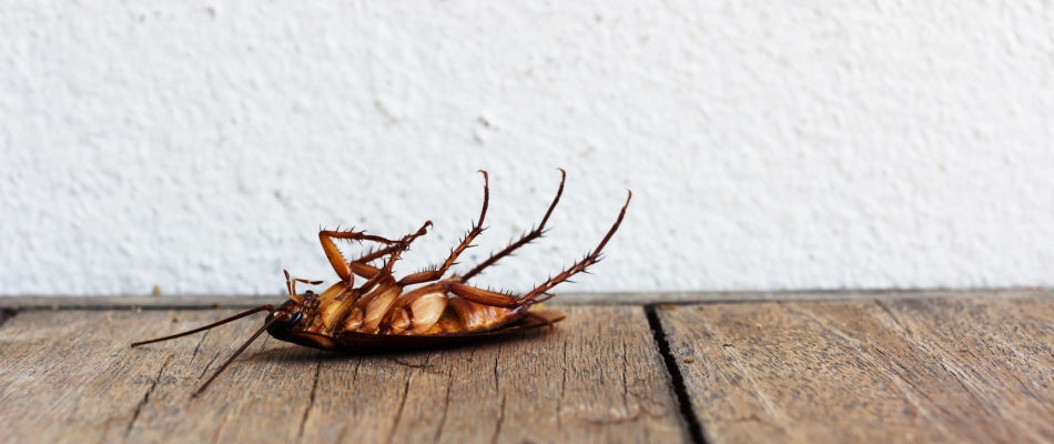 Dead cockroach found in home after treatments in McKinney, TX.