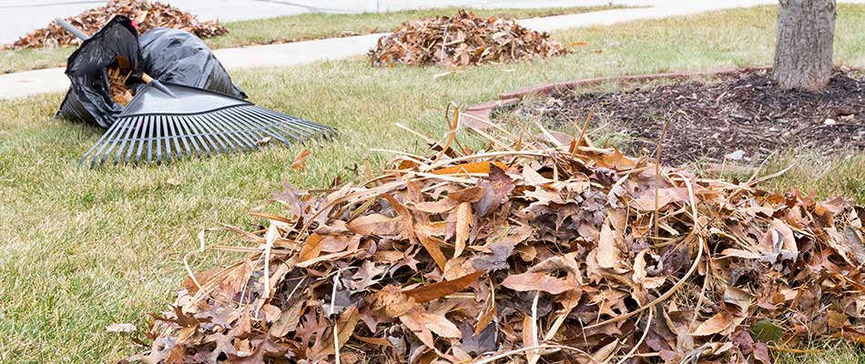 Yard cleanup services at a home in Murphy, TX.