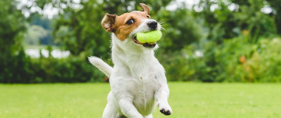 Dog playing on safely treated and dried lawn in Murphy, TX.