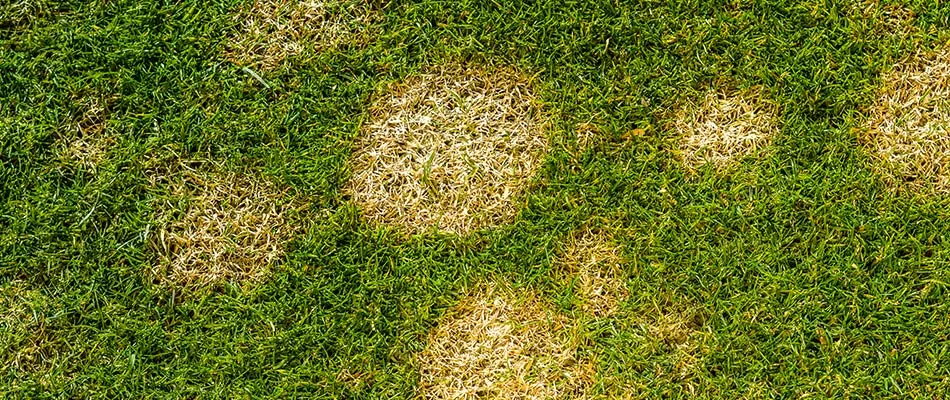 Dollar spot lawn disease found in client's lawn in Murphy, TX.
