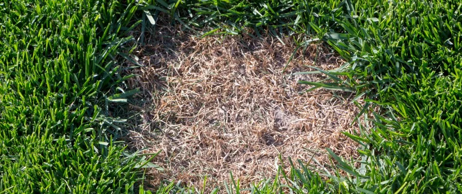 Dollar spot patch found in client's lawn in Plano, TX.