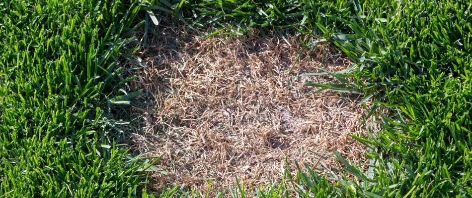 Dollar spot lawn disease in lawn in Plano, TX.