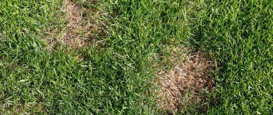 Dollar spot lawn disease in Murphy, TX.