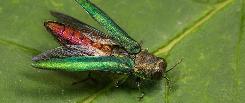 Emerald ash borer on leaf with wings spread near Plano, TX.