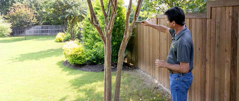 Our specialist examining a crepe myrtle bark scale on a tree for treatment in Murphy, TX.