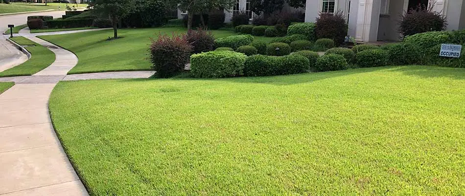 Fertilized home lawn near Allen, TX.