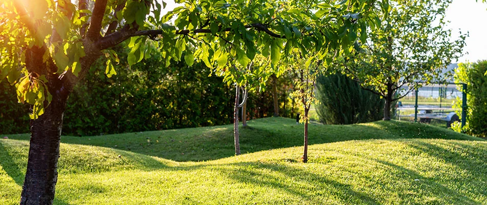 Fertilized trees in a landscape in Parker, TX.