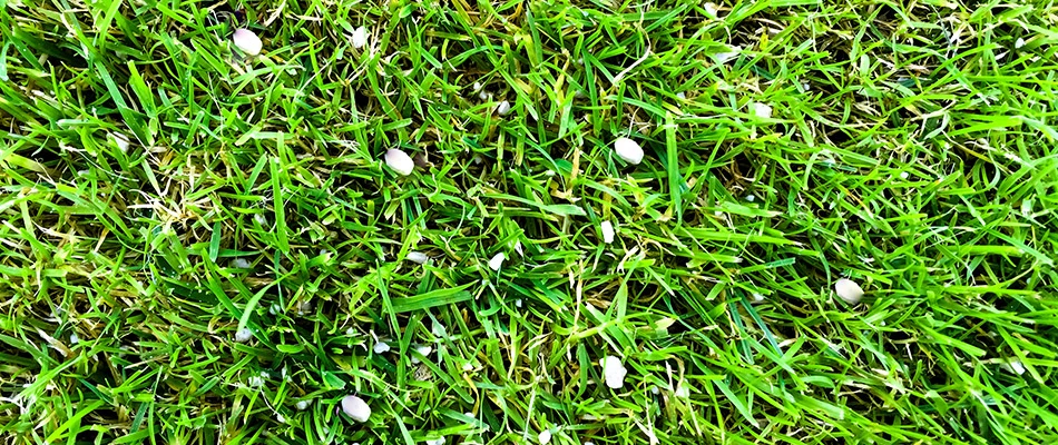 Fertilizer spread through grass in front of a home in Murphy, TX.