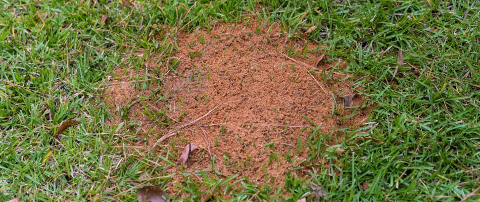 Fire ant hill found in lawn after treatment in Sachse, TX.