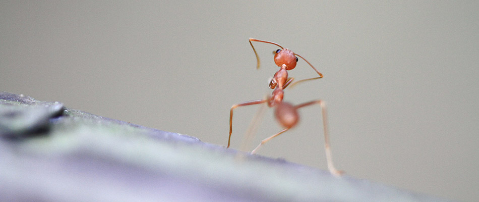 A fire ant at a home in Plano, TX. 