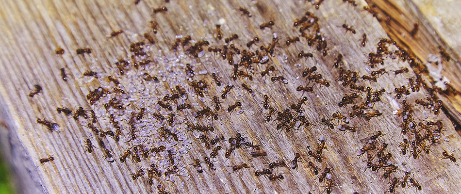 Fire ants with their larve on a wood beam in a home near Garland, TX and nearby areas.
